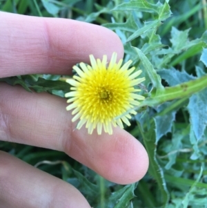 Sonchus asper at Throsby, ACT - 13 May 2021