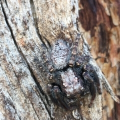 Servaea sp. (genus) (Unidentified Servaea jumping spider) at Throsby, ACT - 13 May 2021 by NedJohnston
