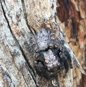 Servaea sp. (genus) at Throsby, ACT - 13 May 2021 10:15 AM