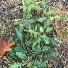 Sisymbrium officinale at Throsby, ACT - 13 May 2021