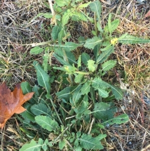 Sisymbrium officinale at Throsby, ACT - 13 May 2021