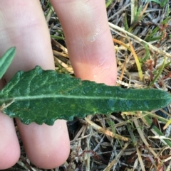 Sisymbrium officinale at Throsby, ACT - 13 May 2021