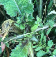 Sisymbrium officinale at Throsby, ACT - 13 May 2021