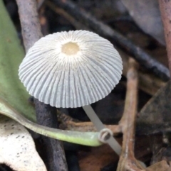 Coprinellus etc. (An Inkcap) at ANBG - 11 May 2021 by Ned_Johnston