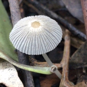 Coprinellus etc. at Acton, ACT - 11 May 2021 10:59 AM