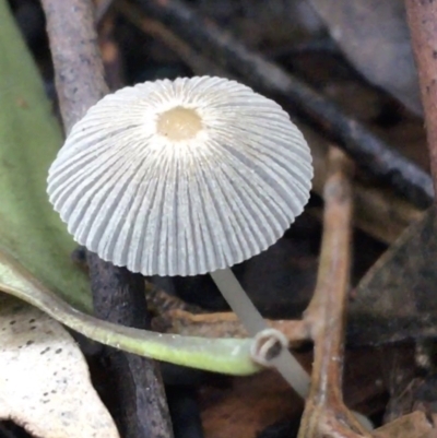 Coprinellus etc. (An Inkcap) at Acton, ACT - 11 May 2021 by Ned_Johnston