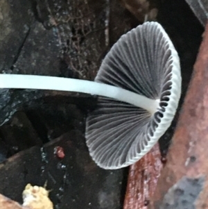 Coprinellus etc. at Acton, ACT - 11 May 2021 10:59 AM