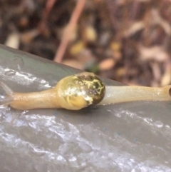 Mysticarion porrectus (Golden Semi-slug) at Acton, ACT - 11 May 2021 by Ned_Johnston