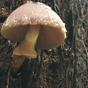 Descolea sp. at Acton, ACT - 11 May 2021