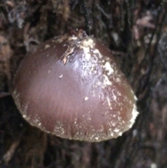 Descolea sp. at Acton, ACT - 11 May 2021