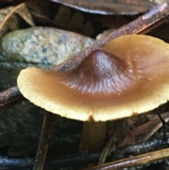 Unidentified Cap on a stem; gills below cap [mushrooms or mushroom-like] at Acton, ACT - 11 May 2021 by NedJohnston