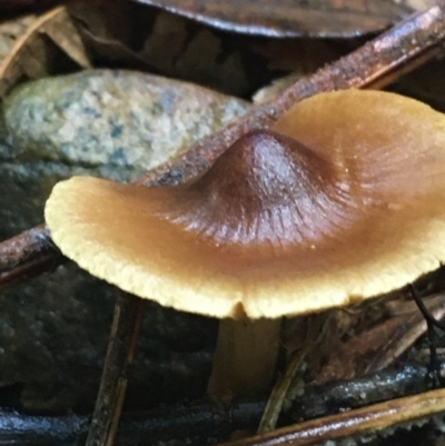 Unidentified Cap on a stem; gills below cap [mushrooms or mushroom-like] at ANBG - 11 May 2021 by Ned_Johnston