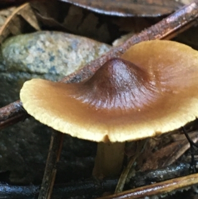 Unidentified Cap on a stem; gills below cap [mushrooms or mushroom-like] at Acton, ACT - 11 May 2021 by NedJohnston