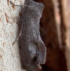 Paralaea ochrosoma at Murrumbateman, NSW - 11 May 2021