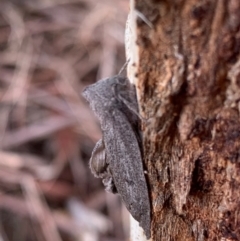 Paralaea ochrosoma at Murrumbateman, NSW - 11 May 2021