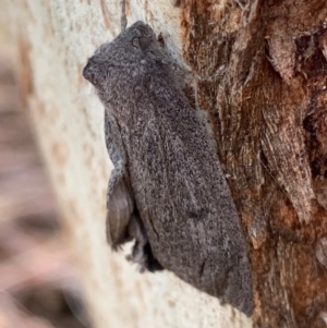 Paralaea ochrosoma at Murrumbateman, NSW - 11 May 2021