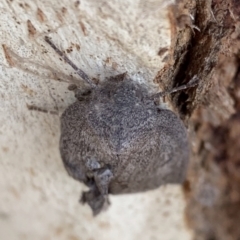 Paralaea ochrosoma at Murrumbateman, NSW - 11 May 2021