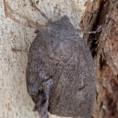 Paralaea ochrosoma at Murrumbateman, NSW - 11 May 2021