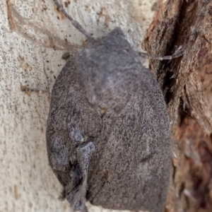 Paralaea ochrosoma at Murrumbateman, NSW - 11 May 2021