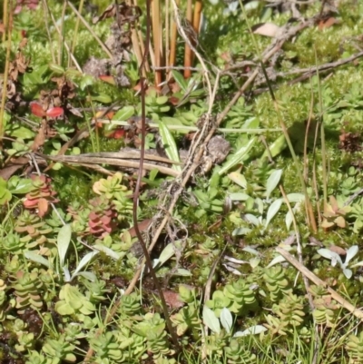 Utricularia dichotoma (Fairy Aprons, Purple Bladderwort) at Paddys River, ACT - 14 May 2021 by Sarah2019