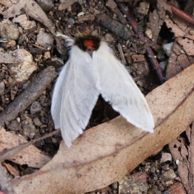 Trichiocercus sparshalli (Sparshall's Moth) at Paddys River, ACT - 14 May 2021 by Sarah2019