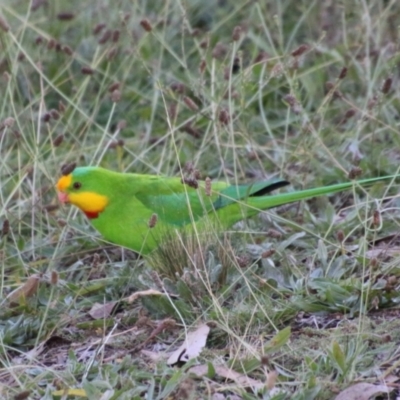 Polytelis swainsonii (Superb Parrot) at Hughes, ACT - 12 May 2021 by LisaH
