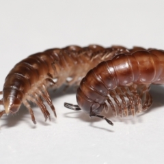 Paradoxosomatidae sp. (family) at Evatt, ACT - 5 May 2021