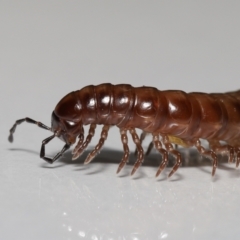 Paradoxosomatidae sp. (family) at Evatt, ACT - 5 May 2021