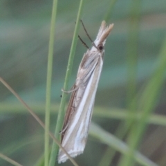 Hednota species near grammellus (Pyralid or snout moth) at Tuggeranong Creek to Monash Grassland - 4 Mar 2021 by michaelb
