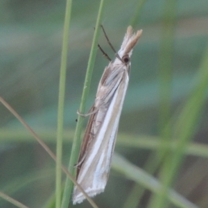 Hednota species near grammellus at Monash, ACT - 4 Mar 2021