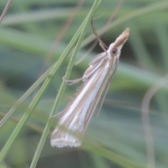 Hednota species near grammellus at Monash, ACT - 4 Mar 2021