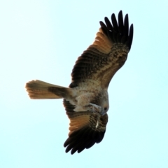 Haliastur sphenurus (Whistling Kite) at Splitters Creek, NSW - 15 May 2021 by Kyliegw