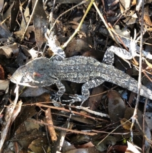 Amphibolurus muricatus at Kambah, ACT - 11 May 2021