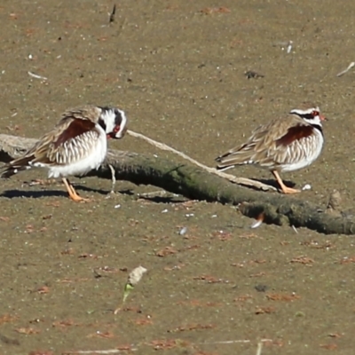 Charadrius melanops (Black-fronted Dotterel) at Albury - 14 May 2021 by Kyliegw