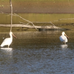Platalea flavipes (Yellow-billed Spoonbill) at Wonga Wetlands - 14 May 2021 by Kyliegw