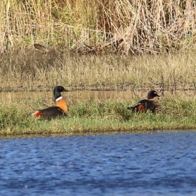 Tadorna tadornoides (Australian Shelduck) at Splitters Creek, NSW - 14 May 2021 by Kyliegw