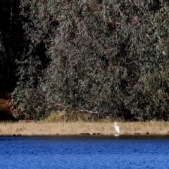 Ardea alba (Great Egret) at Albury - 15 May 2021 by KylieWaldon