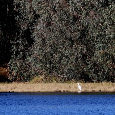 Ardea alba (Great Egret) at Albury - 14 May 2021 by Kyliegw