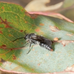Thynninae (subfamily) (Smooth flower wasp) at Woodstock Nature Reserve - 12 May 2021 by Roger