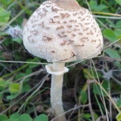 Macrolepiota sp. at Holt, ACT - 14 May 2021 by drakes