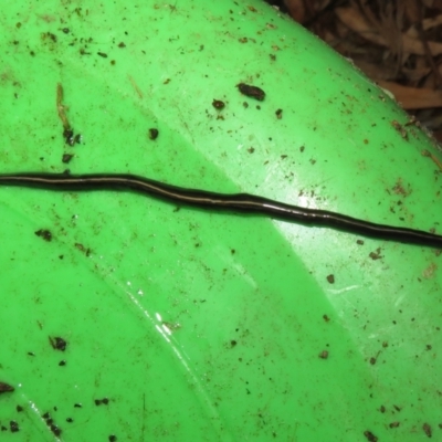 Caenoplana coerulea (Blue Planarian, Blue Garden Flatworm) at Flynn, ACT - 8 May 2021 by Christine