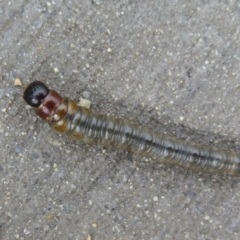 Unidentified Insect at Fyshwick, ACT - 15 May 2021 by Christine