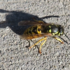 Vespula germanica (German Yellowjacket Wasp (also known as European Wasp)) at Fyshwick, ACT - 15 May 2021 by Christine