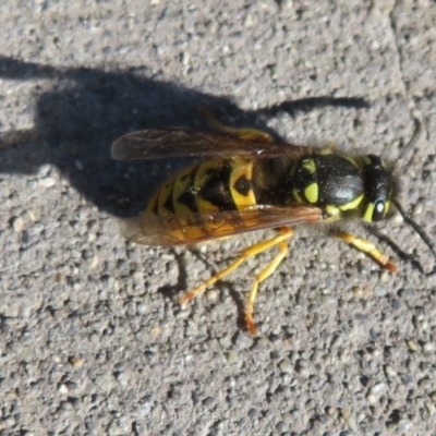 Vespula germanica (European wasp) at Fyshwick, ACT - 14 May 2021 by Christine