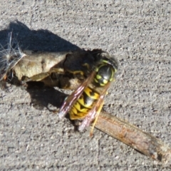 Vespula germanica at Fyshwick, ACT - 15 May 2021