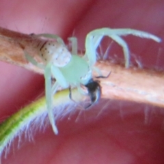 Lehtinelagia prasina (Leek-green flower spider) at Flynn, ACT - 10 May 2021 by Christine