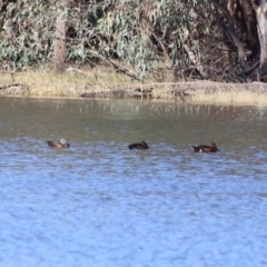 Spatula rhynchotis (Australasian Shoveler) at Splitters Creek, NSW - 15 May 2021 by KylieWaldon