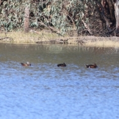 Spatula rhynchotis (Australasian Shoveler) at Splitters Creek, NSW - 14 May 2021 by Kyliegw