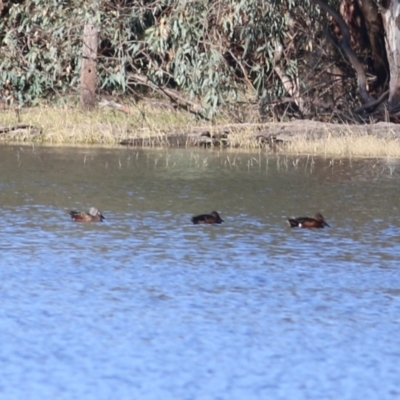 Spatula rhynchotis (Australasian Shoveler) at Splitters Creek, NSW - 15 May 2021 by KylieWaldon