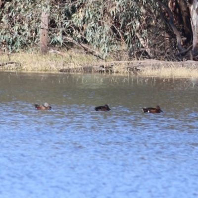 Spatula rhynchotis (Australasian Shoveler) at Splitters Creek, NSW - 14 May 2021 by Kyliegw